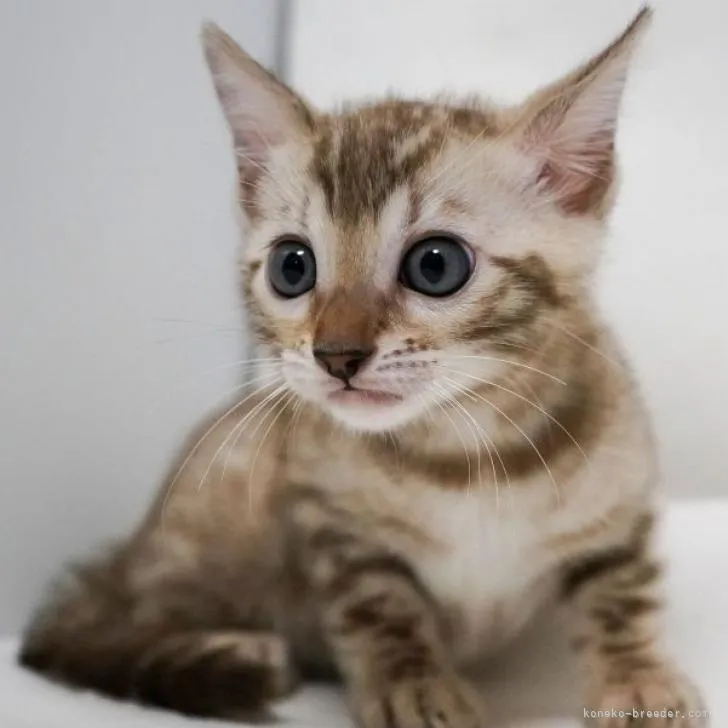 ID：2207-00376の子猫
