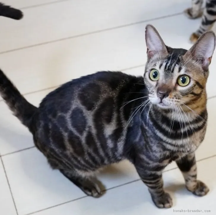 ID：2203-00766の子猫