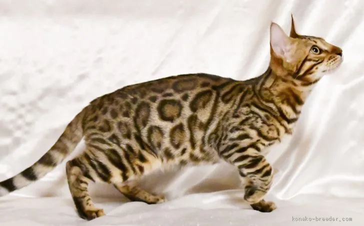 ID：1906-02248の子猫