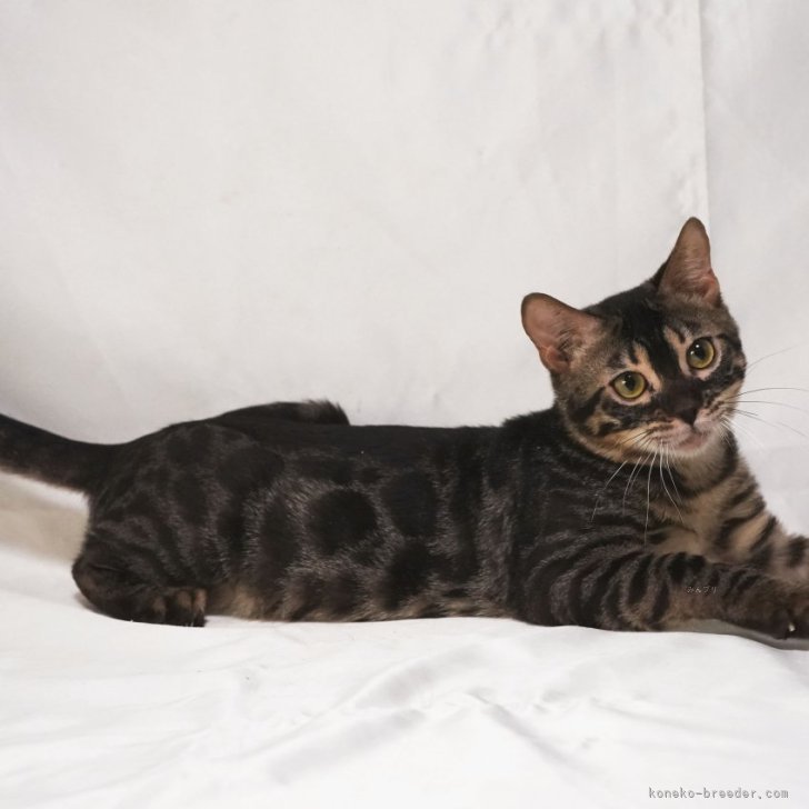 cat_img_1_eb35bf7ca427.jpg