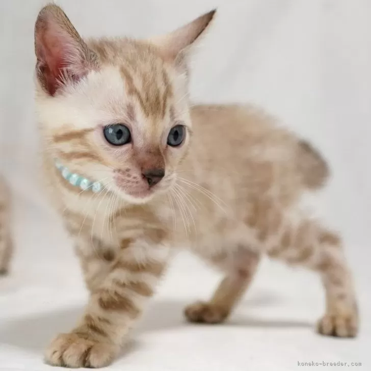 ID：2406-01061の子猫