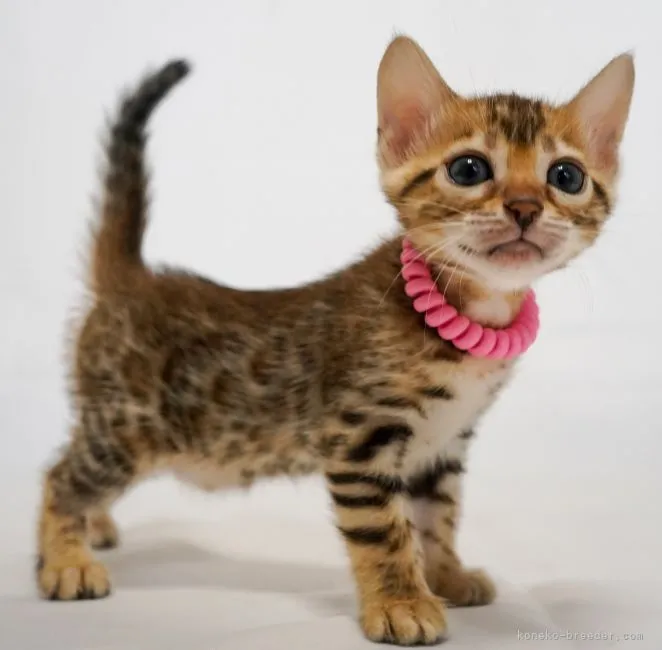 ID：2107-01150の子猫