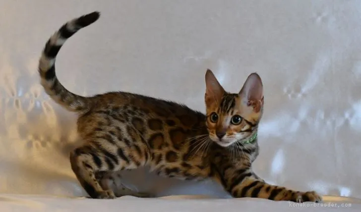 ID：1707-00053の子猫