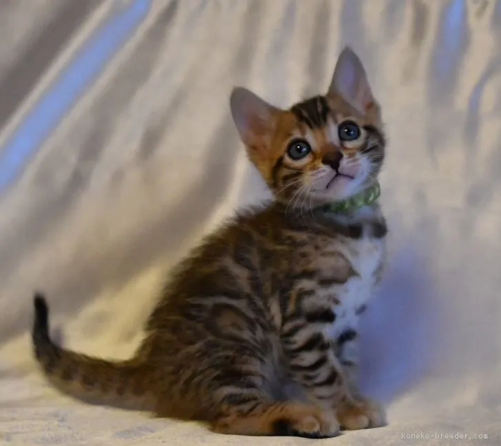 ID:1801-00691の子猫