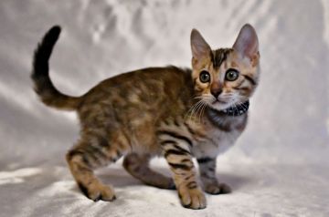 ベンガル【神奈川県・男の子・2018年7月17日・ブラウンスポテッドタビー】の写真「大きなロゼット、訳ありの為特別価格」