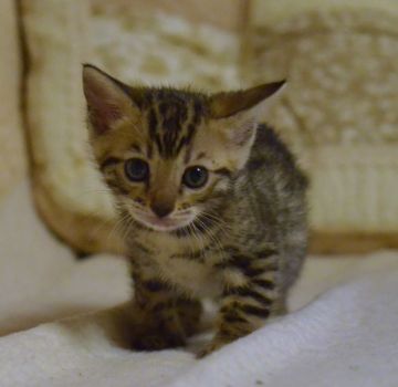 ベンガル【神奈川県・男の子・2016年12月9日・ブラウンスポッテドタビー】の写真「」