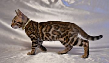 ベンガル【神奈川県・男の子・2018年7月11日・ブラウンスポテッドタビー】の写真「ハイグレードなベンガルBoy　画像更新しました」