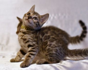 ベンガル【神奈川県・男の子・2017年7月8日・ブラウンスポテッドタビー】の写真「綺麗なロゼットの男の子です」