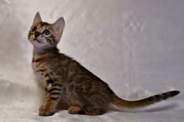 ベンガル【神奈川県・女の子・2018年8月5日・ブラウンスポテッドタビー】の写真「可愛いお顔の女の子です。」