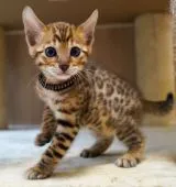 ベンガル【神奈川県・男の子・2020年4月12日・ブラウンスポテッドタビー(ロゼット)】の写真1「5/21撮影」