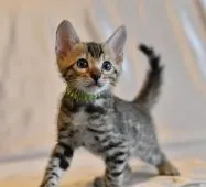 ベンガル【神奈川県・男の子・2017年6月21日・ブラウンスポテッドタビー】の写真1