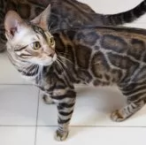 ベンガル【神奈川県・男の子・2022年6月25日・ブラウンスポテッドタビー(ロゼット)】の写真1「6/1撮影」