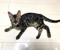 ベンガル【神奈川県・女の子・2021年4月30日・ブラウンチャコール】の写真2