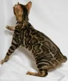 ベンガル【神奈川県・男の子・2022年6月25日・ブラウンスポテッドタビー(ロゼット)】の写真3「2022/11/28撮影」