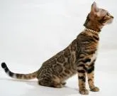 ベンガル【神奈川県・女の子・2022年3月10日・ブラウンスポテッドタビー(ロゼット)】の写真3「10/6撮影」