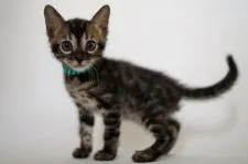 ベンガル【神奈川県・男の子・2021年4月30日・ブラウンチャコール】の写真4