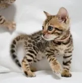 ベンガル【神奈川県・女の子・2023年4月25日・ブラウンスポテッドタビー(ロゼット)】の写真4