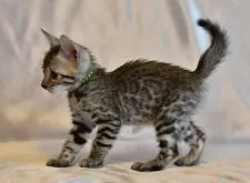 ベンガル【神奈川県・男の子・2017年6月21日・ブラウンスポテッドタビー】の写真4