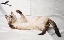 ベンガル【神奈川県・男の子・2024年5月18日・シールスポテッドリンクスポイント】の写真3