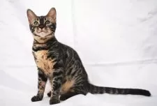 ベンガル【神奈川県・女の子・2025年3月4日・ブラウンチャコールスポテッドタビー(ロゼット)】の写真4