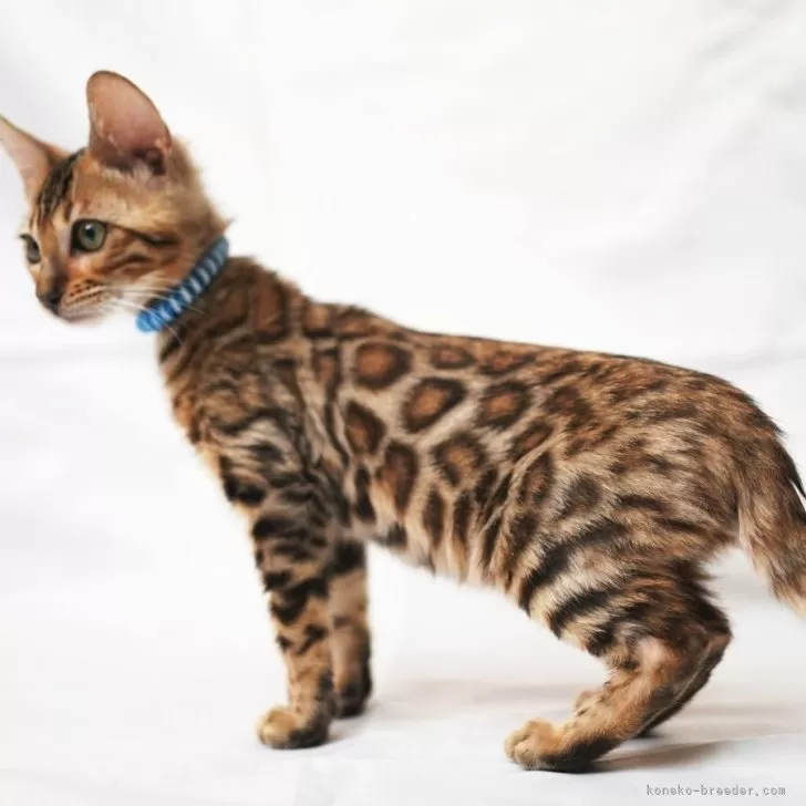 べんちゃん 様のお迎えした子猫