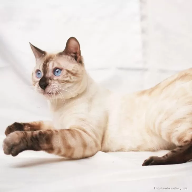 ベンガル【神奈川県・男の子・2024年5月18日・シールスポテッドリンクスポイント】の写真1「ブルーの瞳がとっても綺麗です。」