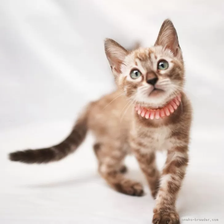 ID：2509-02124の子猫