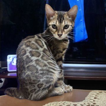 ベンガル