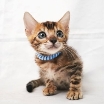 ベンガル【神奈川県・男の子・2025年10月7日・ブラウンスポテッドタビー(ロゼット)】の写真「可愛いお顔！綺麗なロゼット」