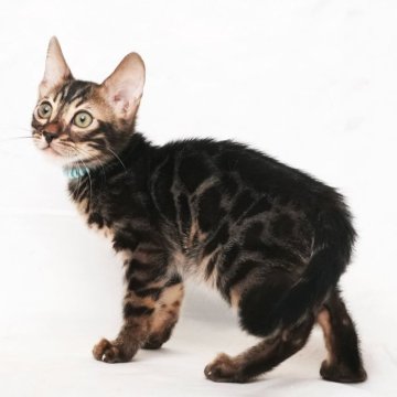 ベンガル【神奈川県・男の子・2025年8月4日・ブラウンチャコールスポテッドタビー(ロゼット)】の写真「綺麗なロゼット、ブラウンチャコール！」