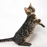 ベンガル【神奈川県・女の子・2025年3月4日・ブラウンチャコールスポテッドタビー(ロゼット)】の写真1