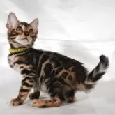 ベンガル