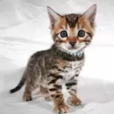 ベンガル