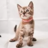 ベンガル
