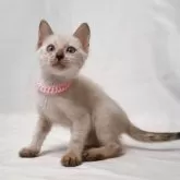 ベンガル