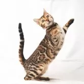 ベンガル【神奈川県・女の子・2025年3月22日・ブラウンスポテッドタビー(ロゼット)】の写真7