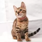 ベンガル【神奈川県・女の子・2025年7月12日・ブラウンスポテッドタビー(ロゼット)】の写真7