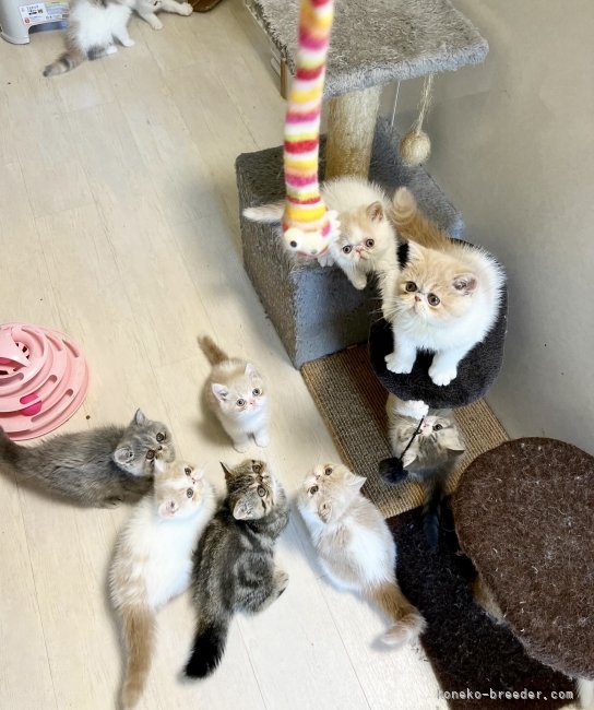 子猫の運動スペース｜嶋田　裕喜子(しまだ　ゆきこ)ブリーダー(兵庫県・エキゾチックショートヘアなど・CFA/JABC登録)の紹介写真4