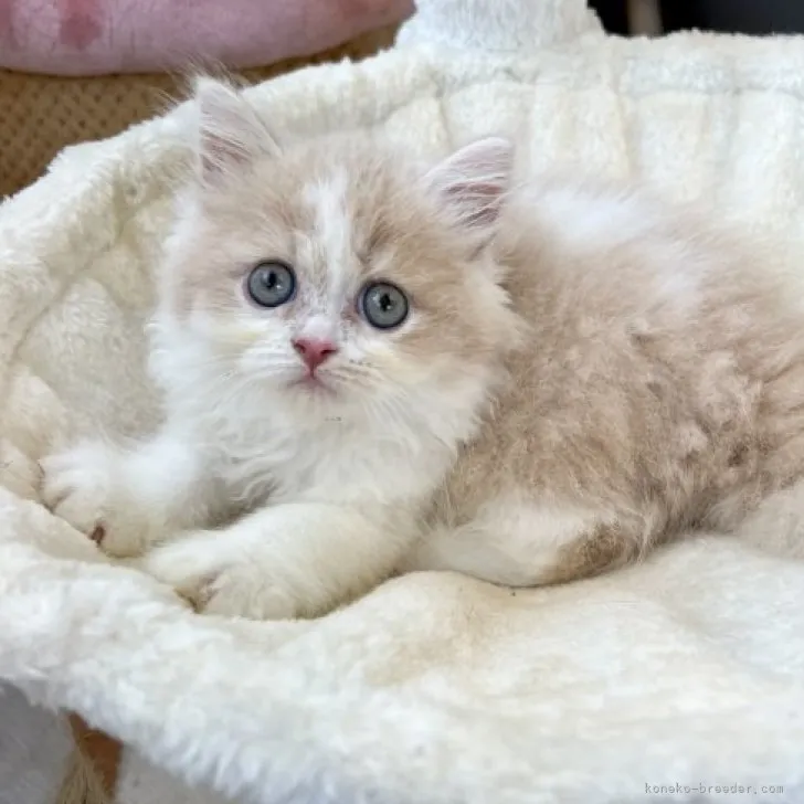 ID：2308-02172の子猫