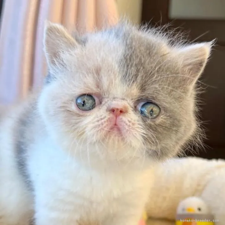 ID：2301-00616の子猫