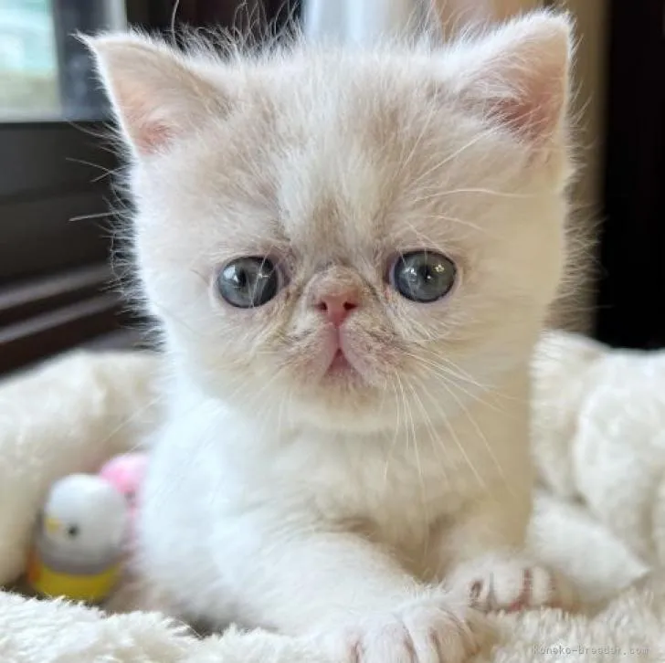 ID：2302-00957の子猫