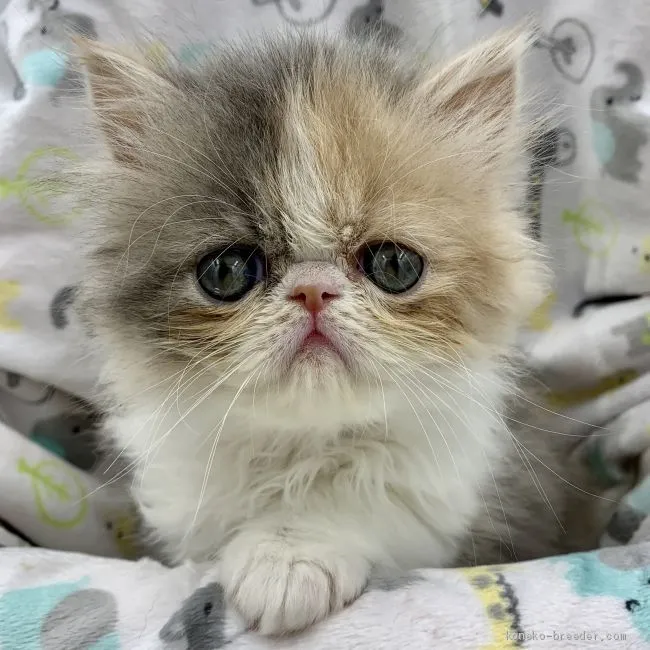 ID：1904-02039の子猫