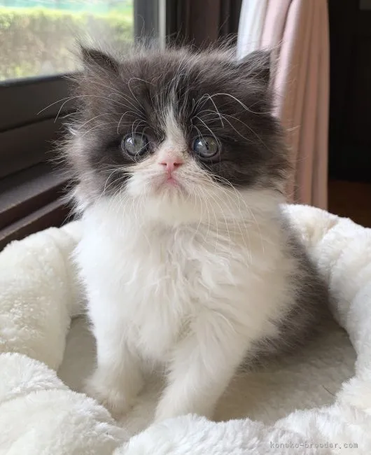 ID：2105-00880の子猫