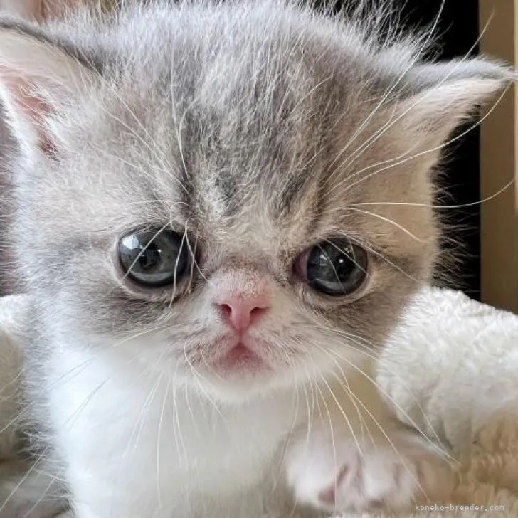 ID：2206-02499の子猫