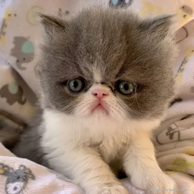 ID:1904-00578の子猫
