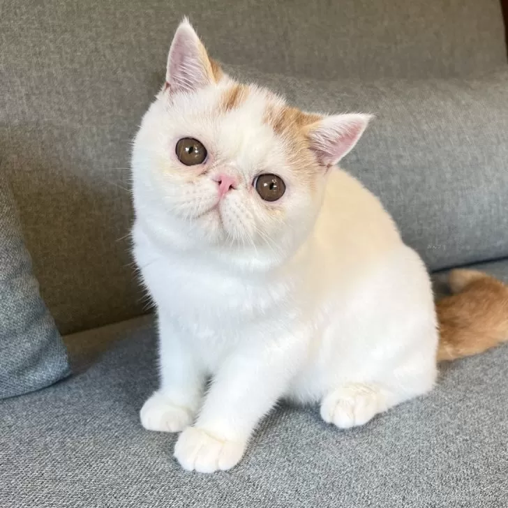 ID:2405-00026の子猫