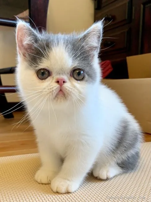 ID：2105-01260の子猫