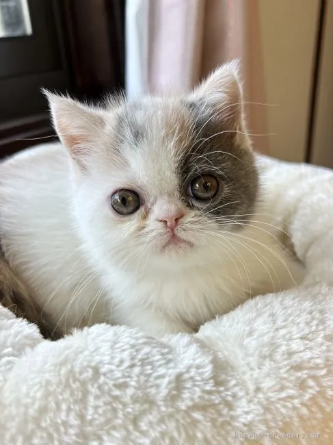 ID：2203-02059の子猫