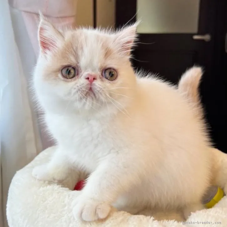 ID:2302-01679の子猫