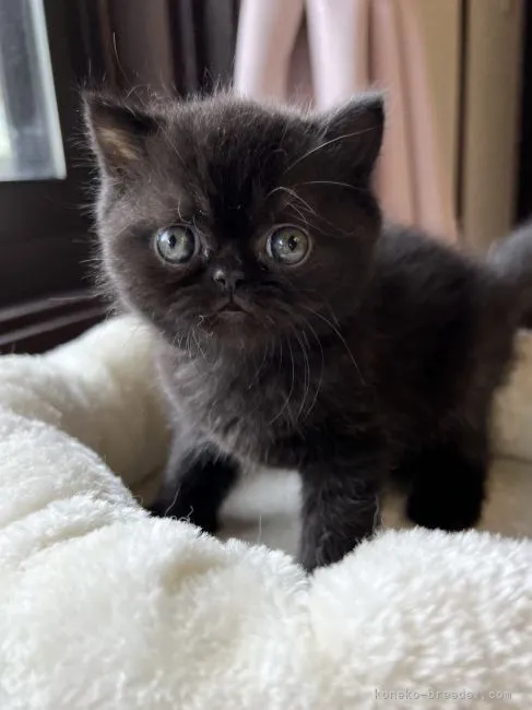 モンさん 様のお迎えした子猫